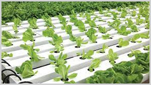 Hydroponic NFT Systems